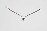 Visdief (Sterna hirundo) 5-2016 8915